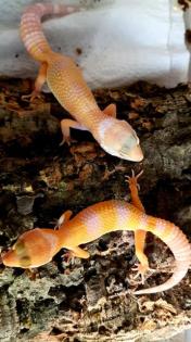 Leopardgeckos verschiedene Morphen