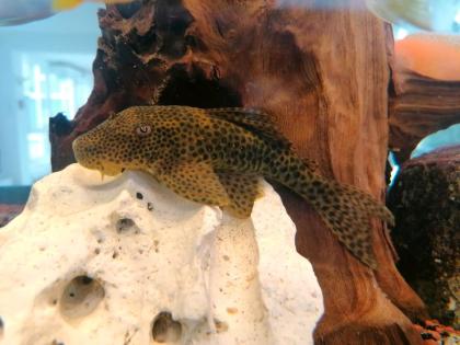 Hypostomus sp. Rio Para, L 346