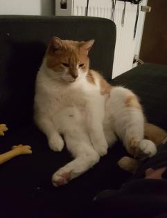 Schmusetiger suchen dringend neues zu Hause