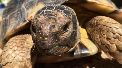 4- und 3-jährige Landschildkröten, Testudo Marginata, Breitrandschildkröten aus artgerechter,
