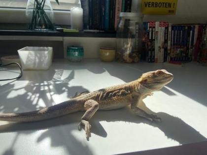 Bartagame Geschwister in gute Hände abzugeben