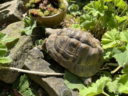 Griechische Landschildkröte weiblich zu verkaufen
