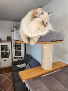 BKH BLH Katze weiblich Stammbaum geimpft gechipt EU Pass