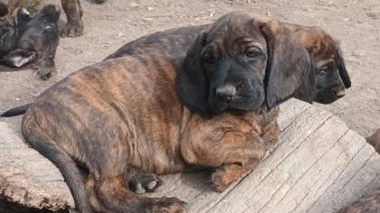 Hannoversche Schweißhunde