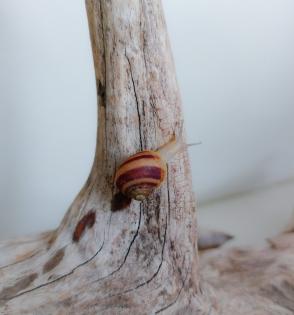 Gefleckte Weinbergschnecken Babys Cornu aspersum