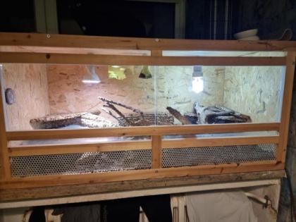 Grüne Wasseragame