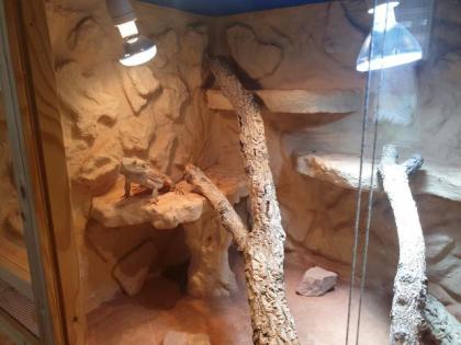 Bartagame, männlich, 3 Jahre alt