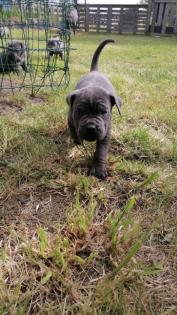 Tolle Cane Corso Welpen