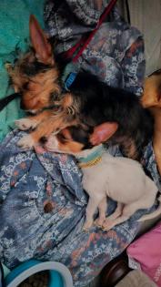 Yorkshire Mix 3 Jahre sehr lieb