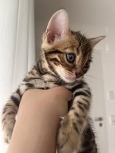4 zuckersüße Bengal Kitten