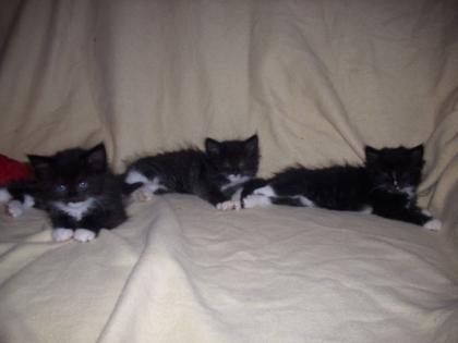 SIBIRISCHE WALDKATZE/MAINE COONE BABYS