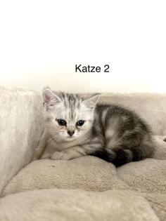 BKH Kitten suchen ab 17. 05 ein neues Zuhause