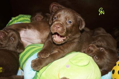 Labrador Welpen braun Showtyp Zucht seit 1998
