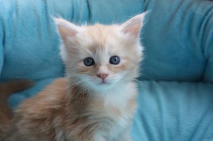 Drei Maine Coon kitten sind noch frei.