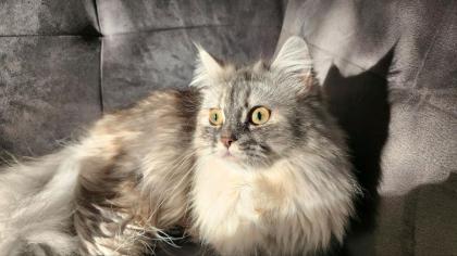 Katze weibchen kastriert