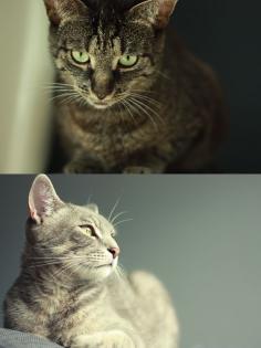 2 Katzen zum verschenken
