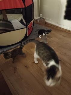 5 Katzenbabys zu verkaufen