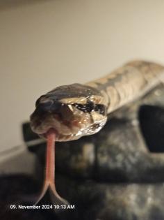 2. 2 Python regius verschiedene Morphen