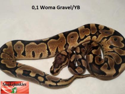Königspython Nachzucht Woma, Pinstripe, Spotnose, Ghost und mehr