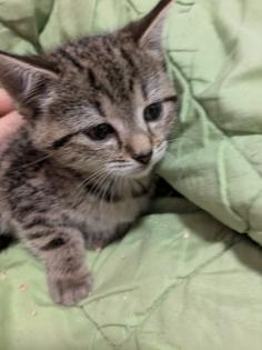PerserMixKitten weiblich