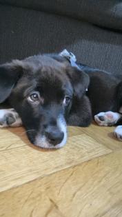 Labradormix Welpe