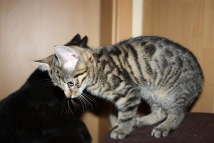 Katzenkinder BKH Mix Weibchen zur Abgabe