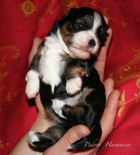 VDH Havaneser Welpen aus NRW Tele. 02382/803166 Havaneserwelpen Hundewelpen