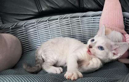 Cattery of Lovely Rascals