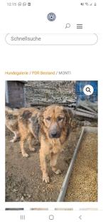 Tolle Welpen, Junghunde Hundesenioren