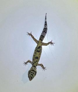 Leopardgeckos