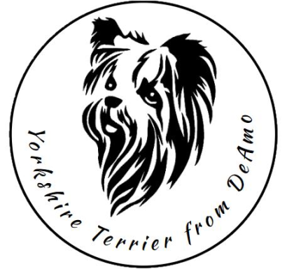 Schoko Yorkshire Terrier Rüde und Hündin noch frei mit Stammbaum