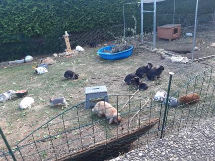 Zwergwidder Löwenwidder - Nachwuchs vorhanden
