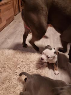 American Bully Pocket