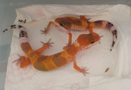 0, 9 Leopardgeckos DNz20 u 22 Komplettabnahme bevorzugt
