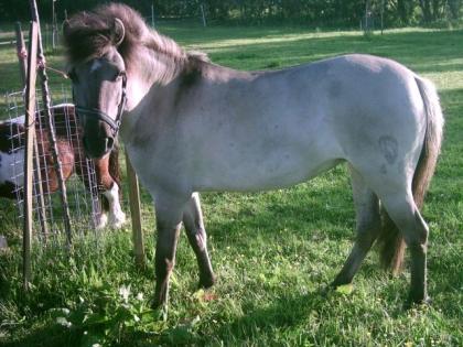 Tarpan Stute, Zuchtstute, Reitpony, Fahrpony