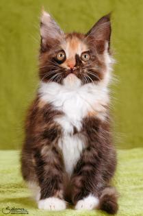 Maine coon Kitten für Liebhaber