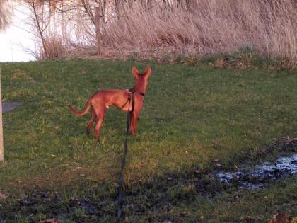 Podenco Rüde Sam sucht seine Menschen