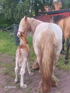 Irish Cob, Tinker, Gypsy Cob. Hengst