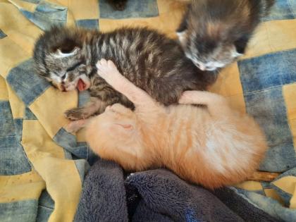Edelmix Sibirische Waldkatze und Bengal Kitten