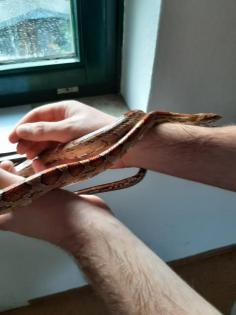Kornnatter mit Terrarium abzugeben