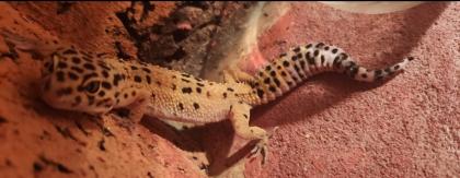 Verkaufe Leopardgeckodame