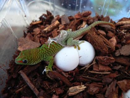 Große Madagaskar Taggeckos Jungtiere 0. 0. 5 DNZ 07-09/24 High Red
