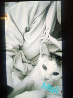 2 kleine amerikanische Shorthair Mix Katzen 16Wo, weibl.