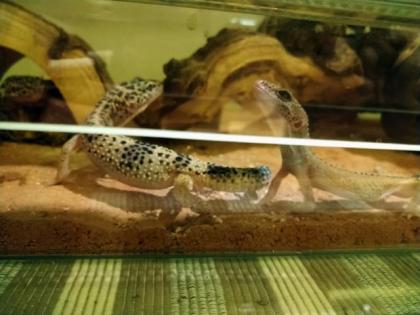 Terrarium mit 4 Leopardengeckos