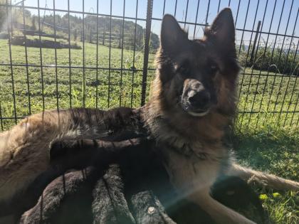 Altdeutsche Schäferhunde Welpen