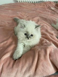 Perser Kitten
