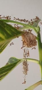 Rhombodera Magaera Mantis, Gottesanbeterin L3