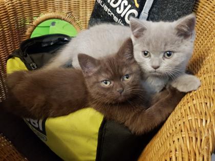 BKH Kitten Britisch Kurzhaar