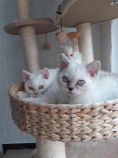 Selkirk Rex Kitten