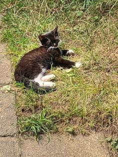 Süße junge Katzen in liebevolle Hände abzugeben